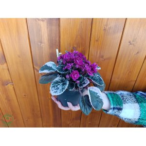 Africká fialka (Saintpaulia variegata) ´HOVARIAGATA´ - výška 10-15 cm, kont. C1L